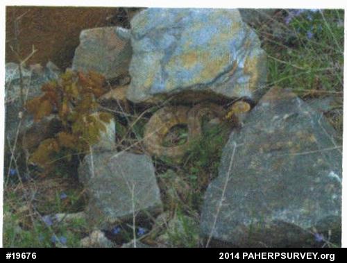 Timber Rattlesnake