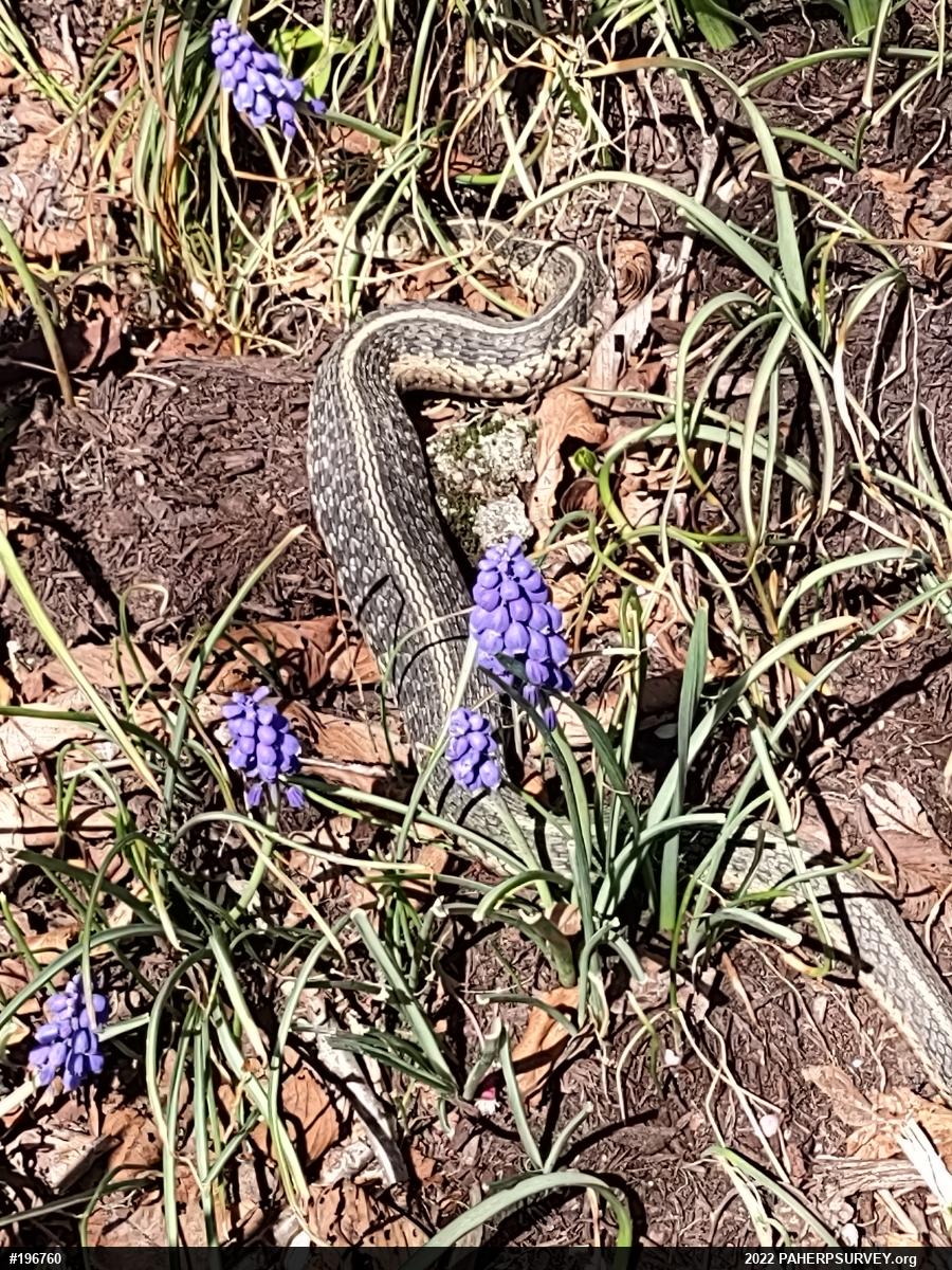 Eastern Gartersnake