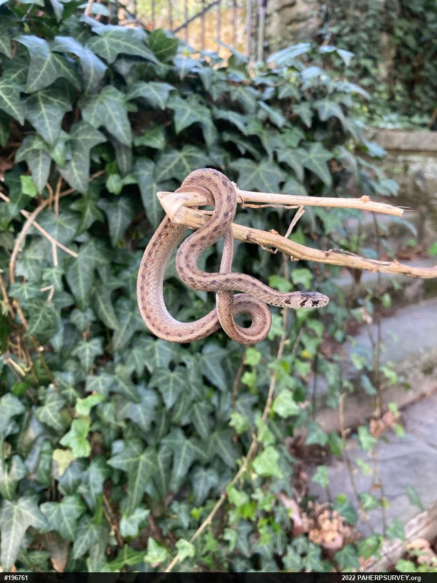 Dekay's Brownsnake