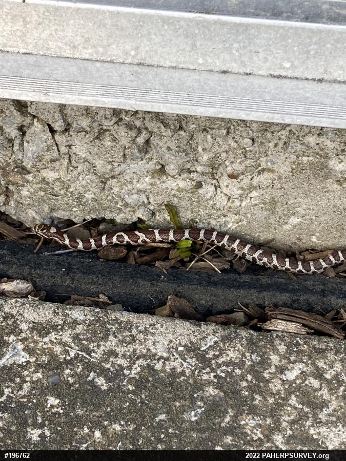 Eastern Milksnake