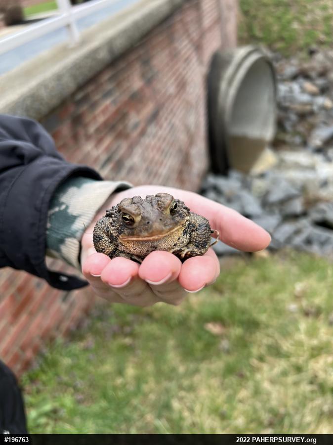 Eastern American Toad