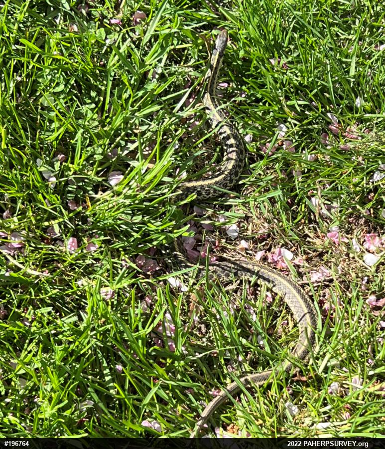 Eastern Gartersnake