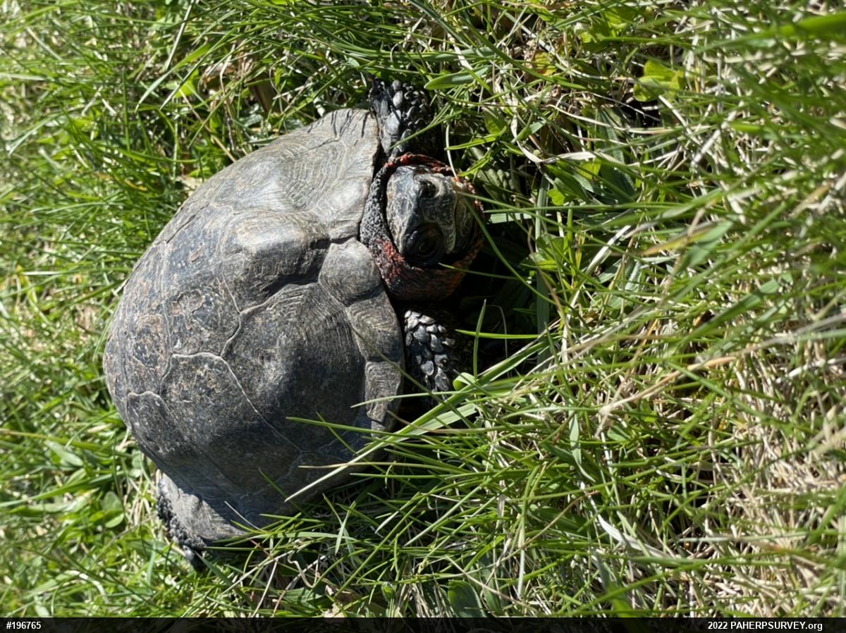 Wood Turtle