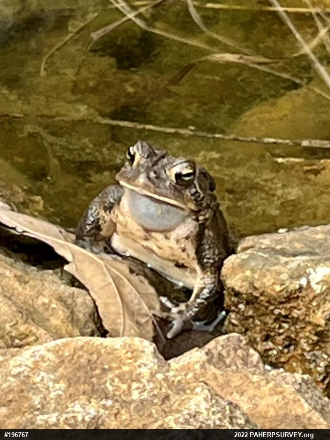 Eastern American Toad