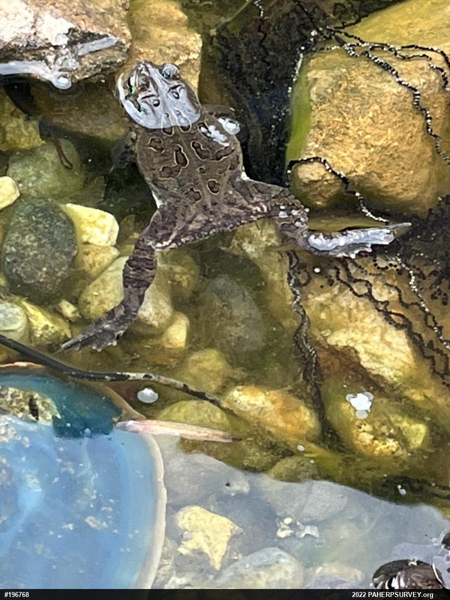 Eastern American Toad