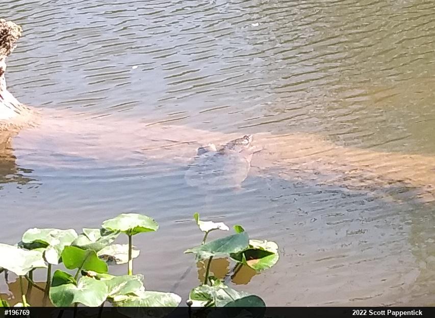 Snapping Turtle