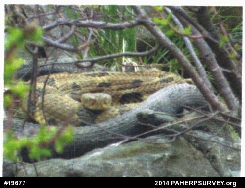Timber Rattlesnake