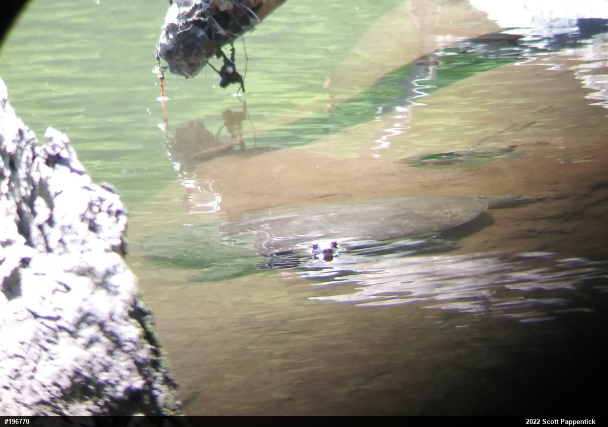Eastern Spiny Softshell