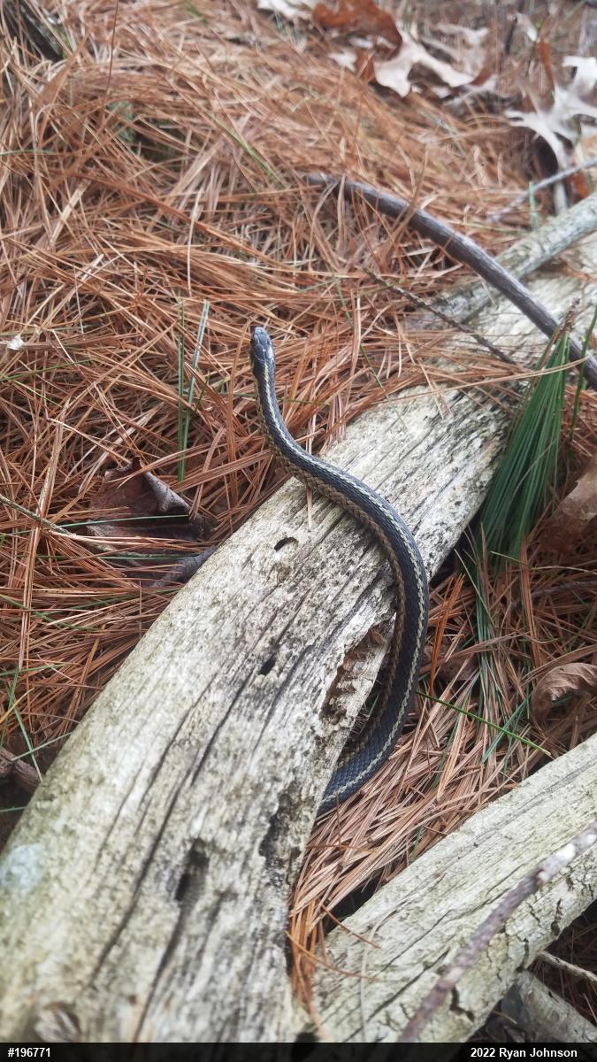 Eastern Gartersnake