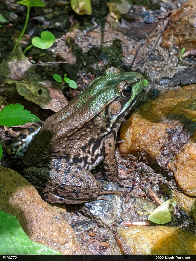 Green Frog