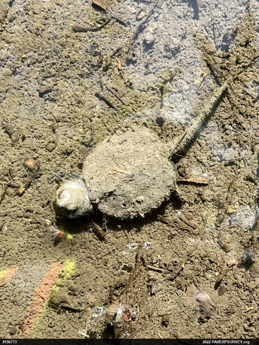 Snapping Turtle