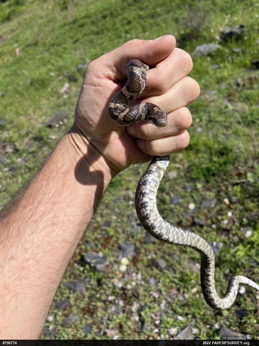Eastern Milksnake