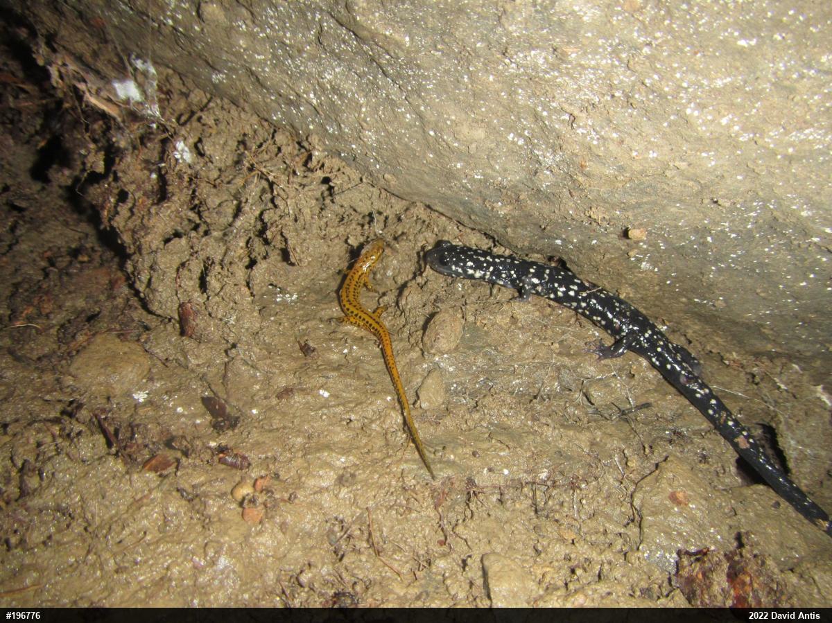 Eastern Long-tailed Salamander