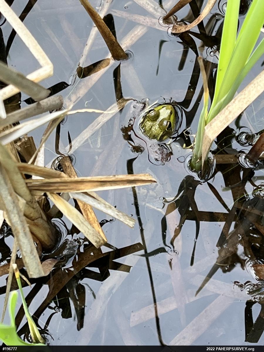 True Frogs