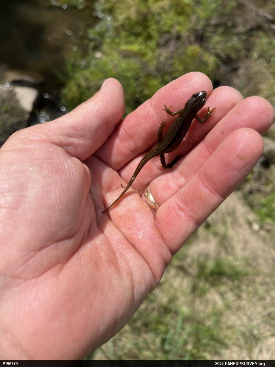 Red-spotted Newt
