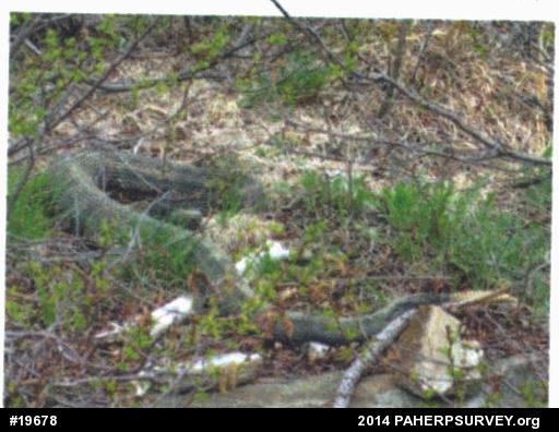 Timber Rattlesnake