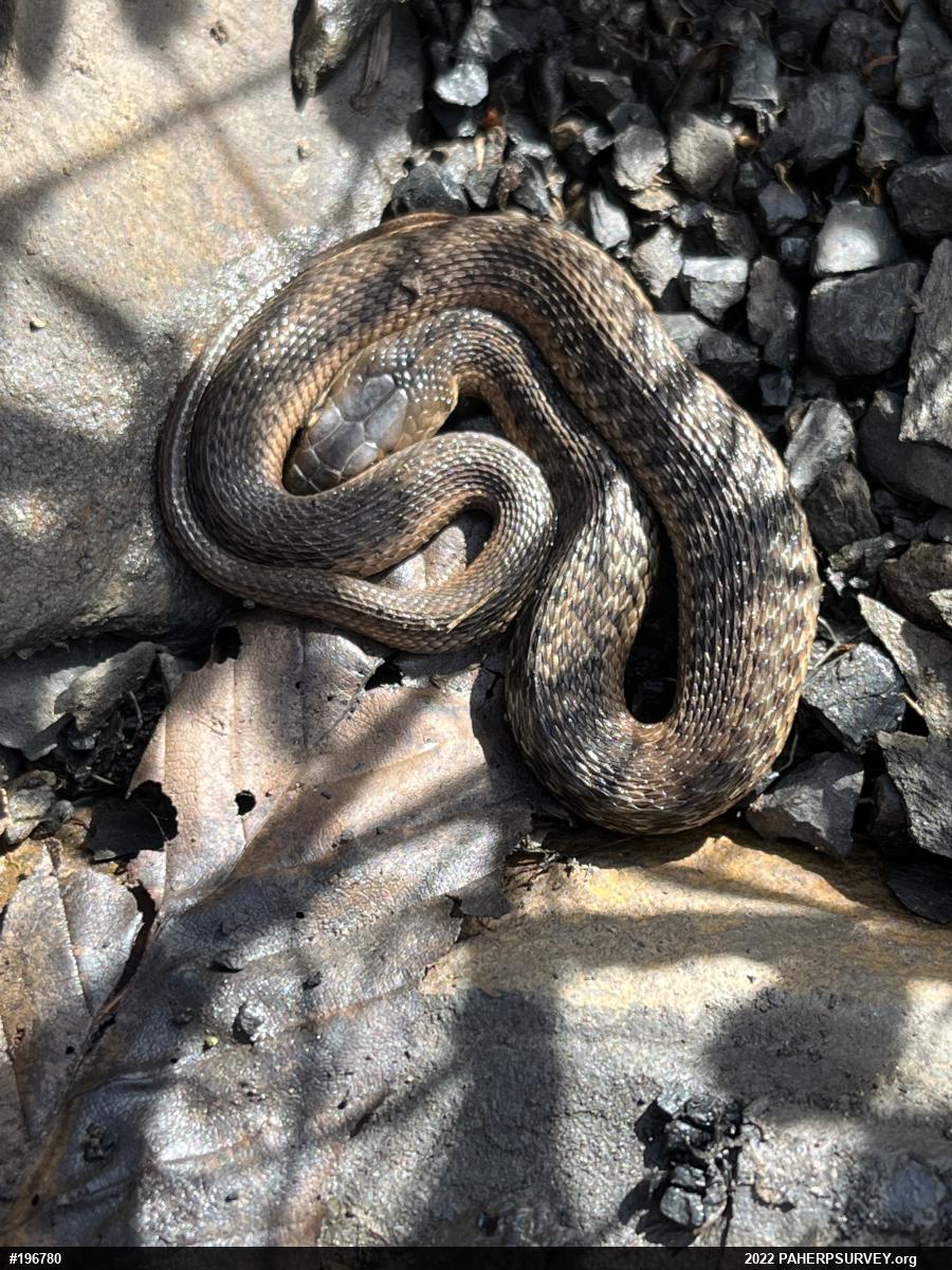 Eastern Gartersnake