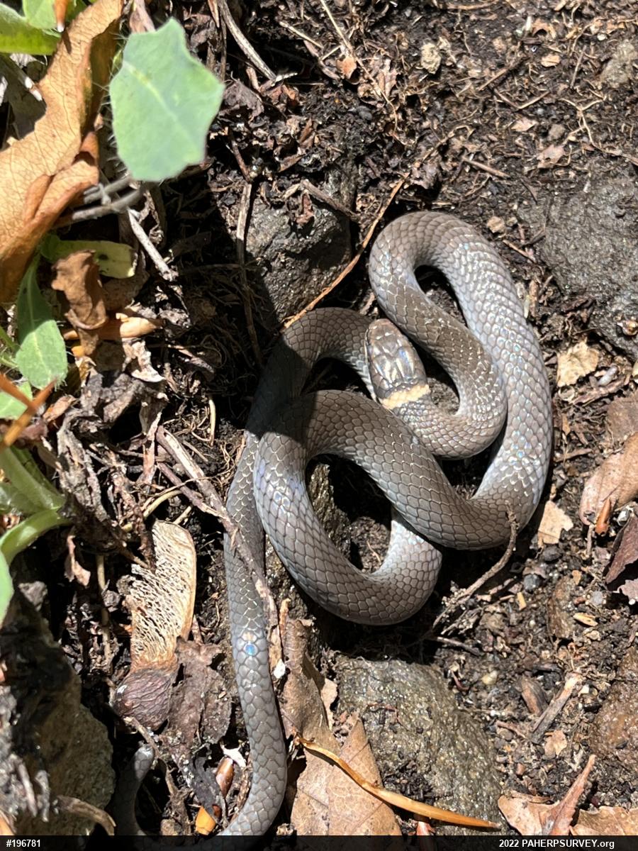 Northern Ring-necked Snake