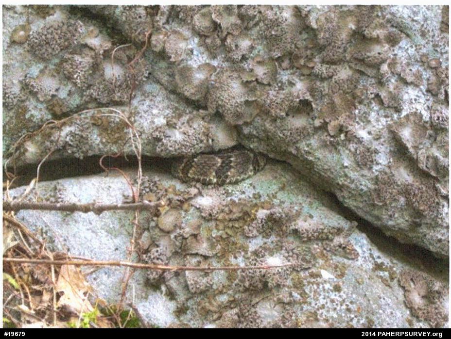Timber Rattlesnake