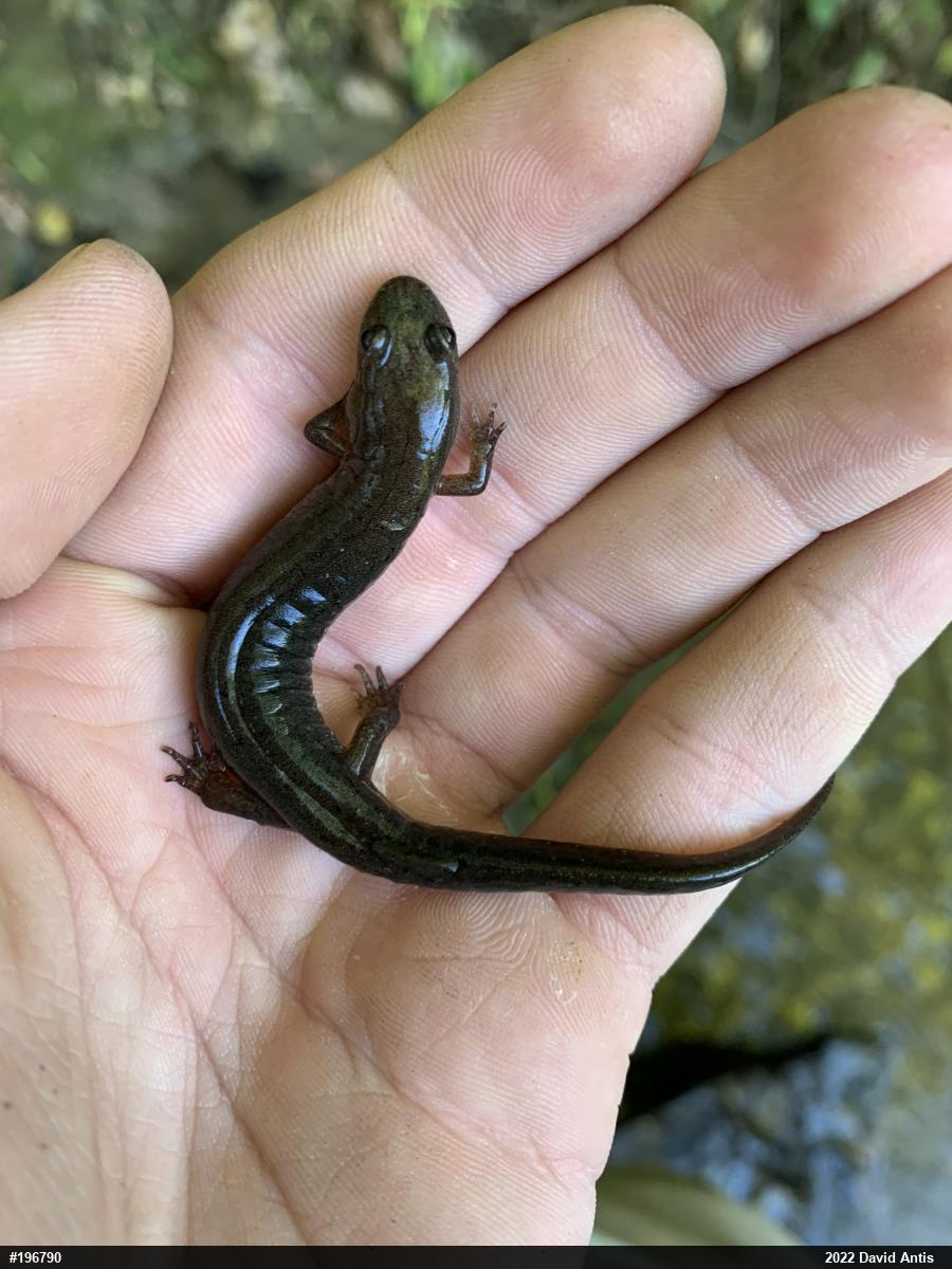Northern Dusky Salamander