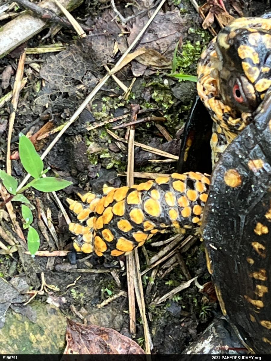 Eastern Box Turtle
