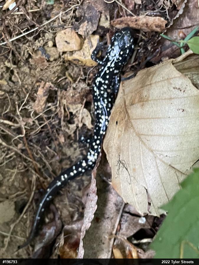 Northern Slimy Salamander