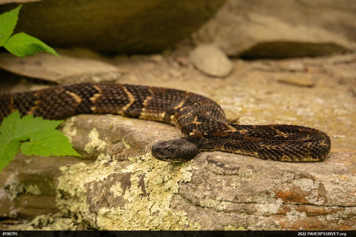 Timber Rattlesnake