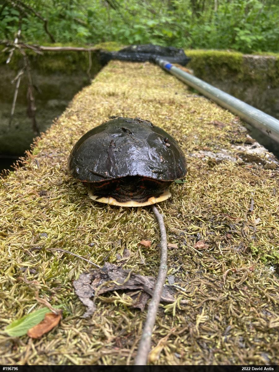 Midland Painted Turtle