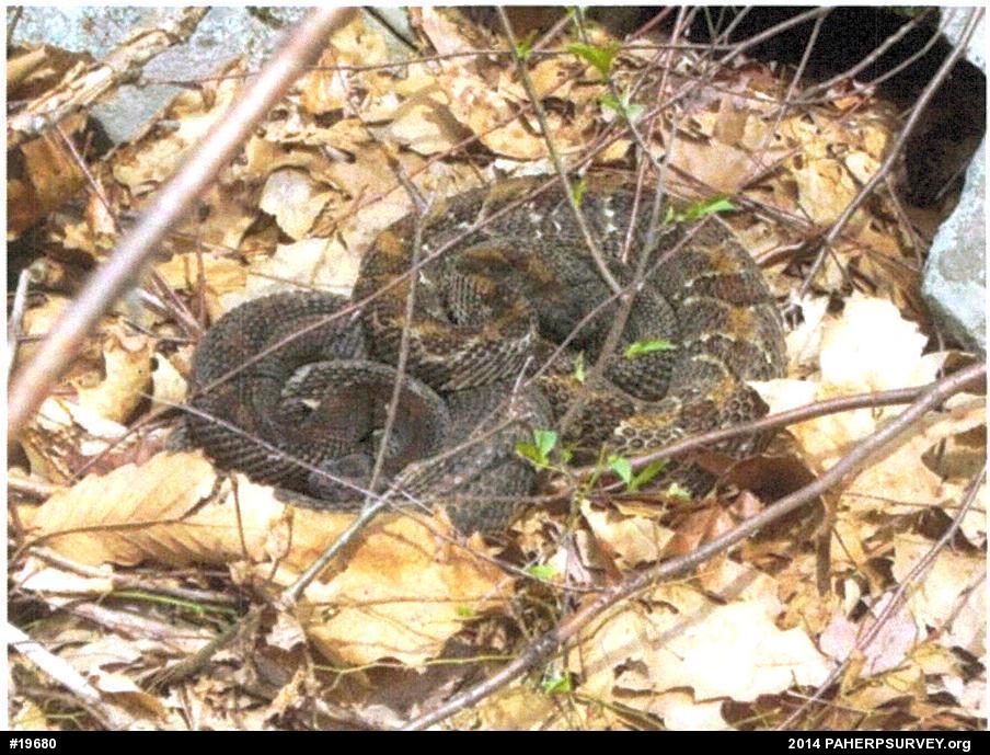 Timber Rattlesnake