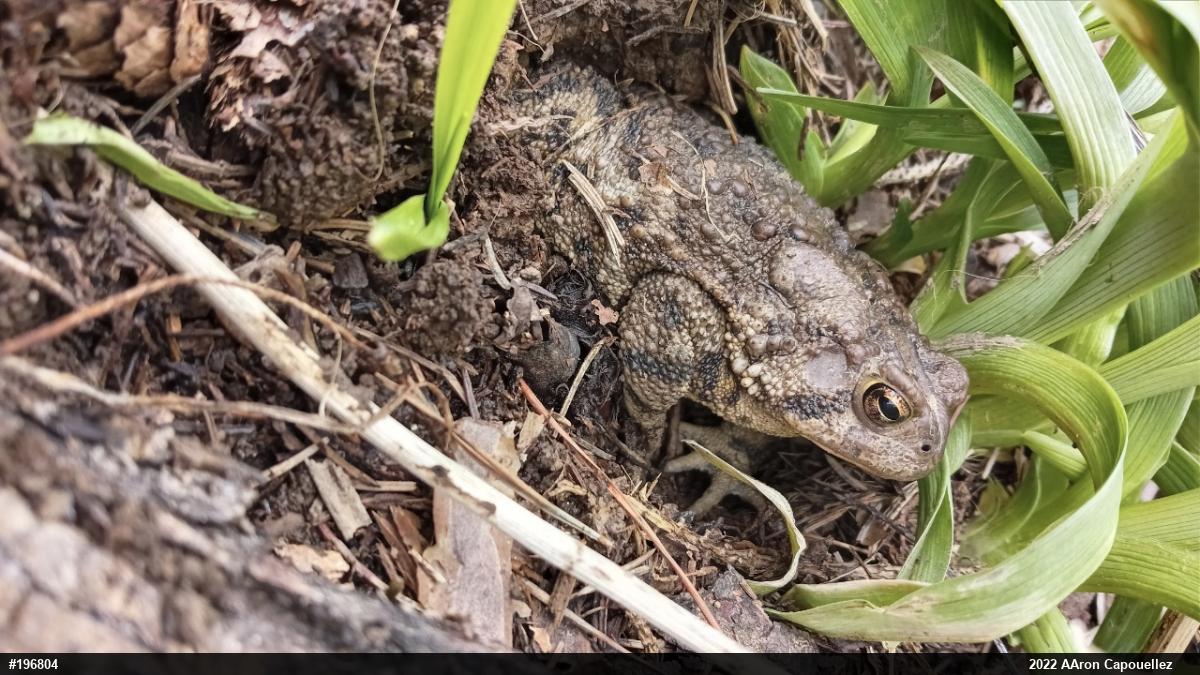 Eastern American Toad