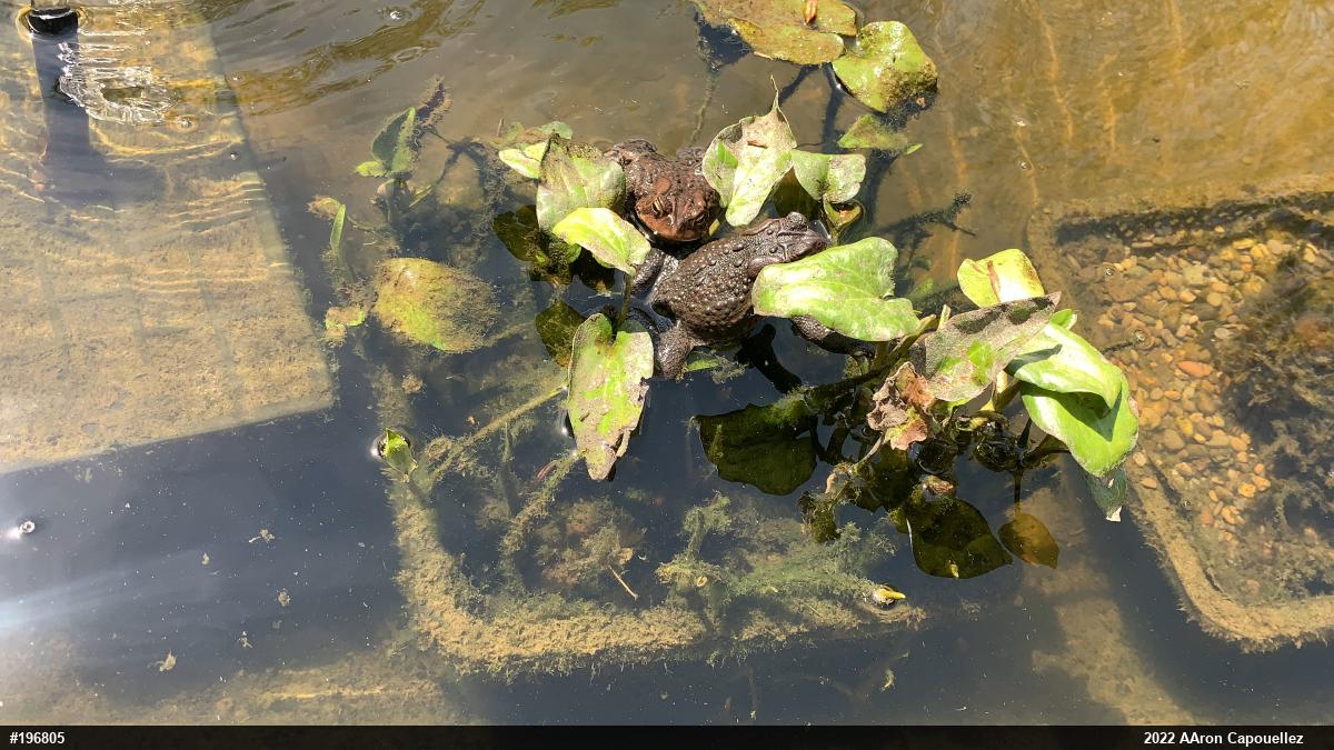 Eastern American Toad