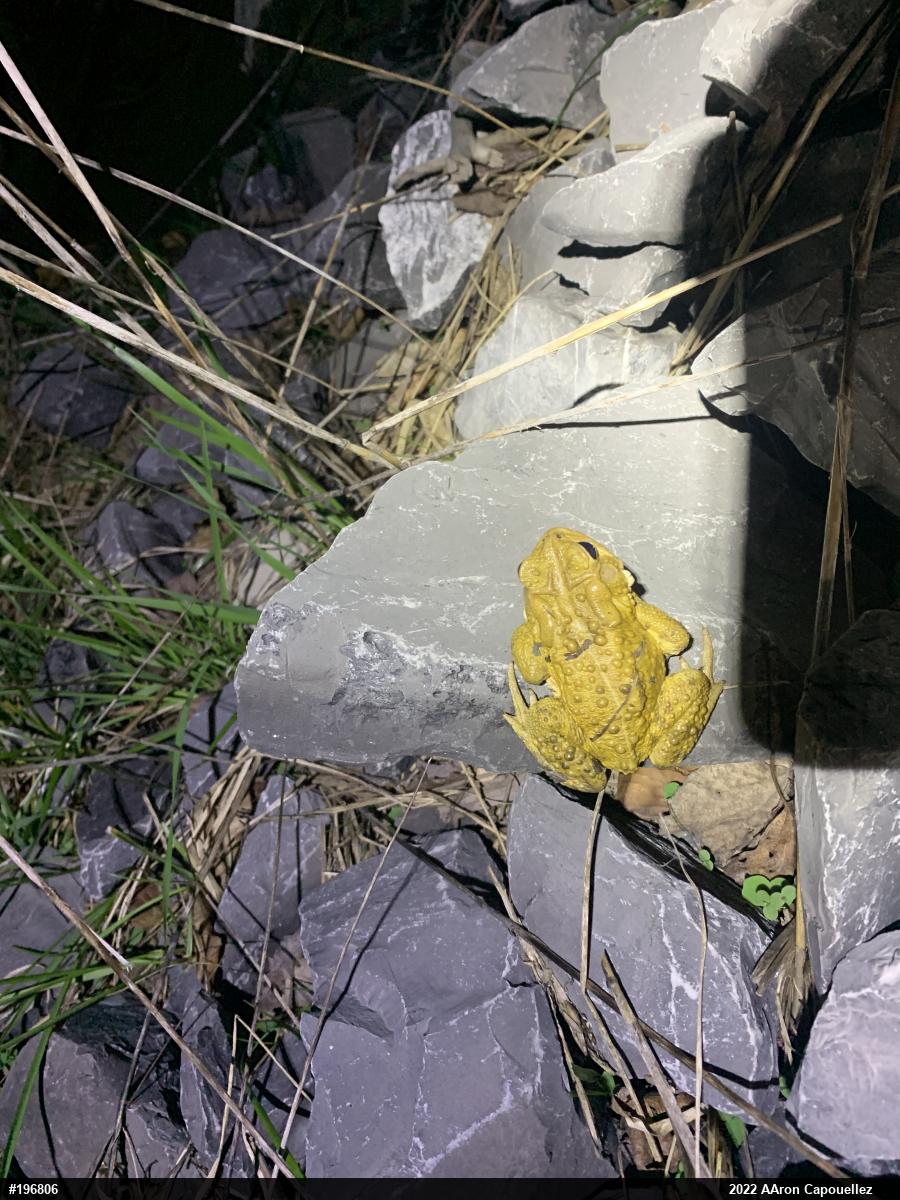 Eastern American Toad