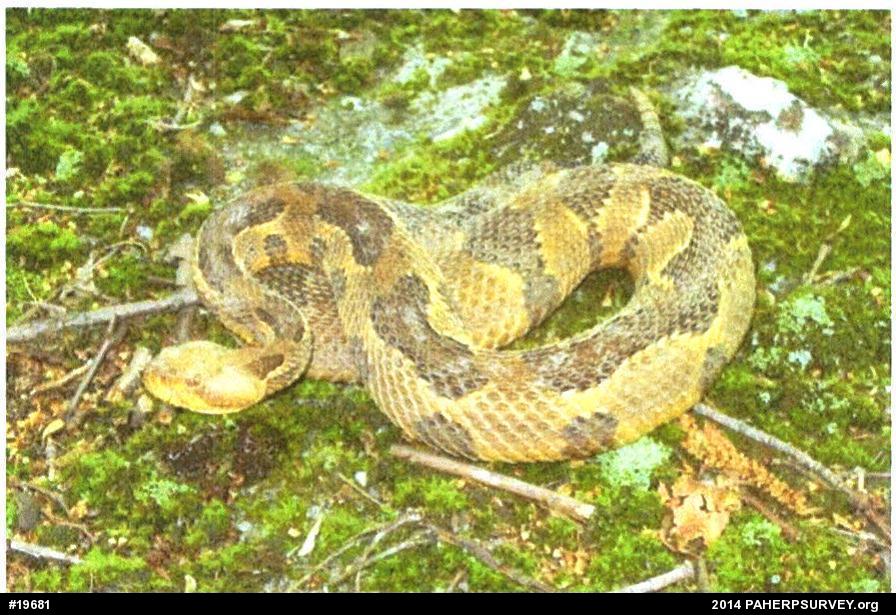 Timber Rattlesnake