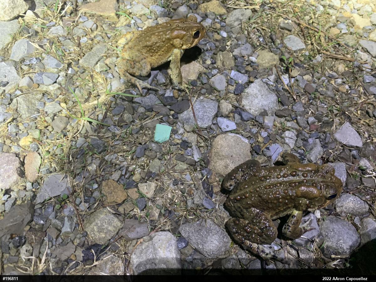 Eastern American Toad