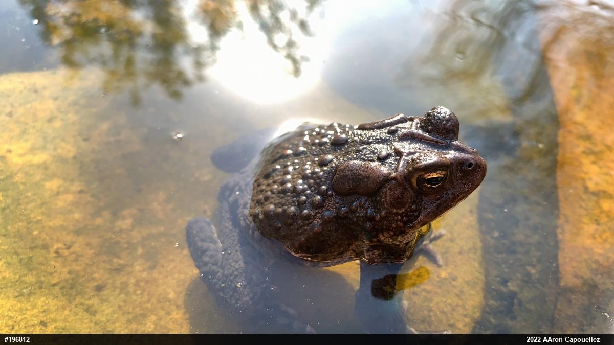 Eastern American Toad