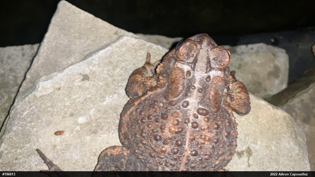 Eastern American Toad
