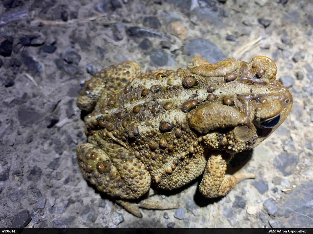 Eastern American Toad