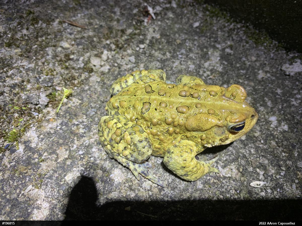 Eastern American Toad