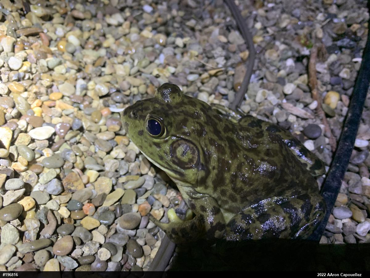 American Bullfrog