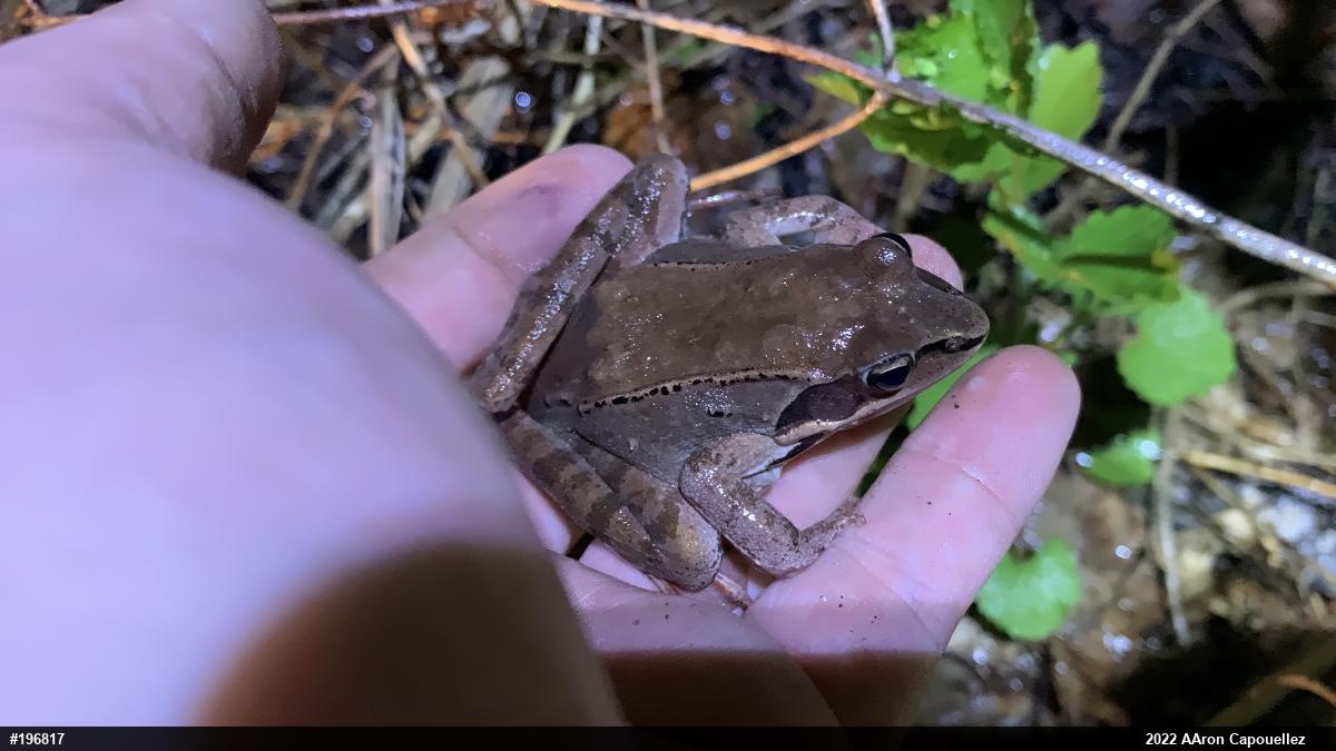 Wood Frog