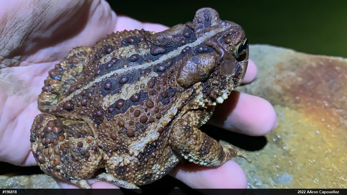 Eastern American Toad