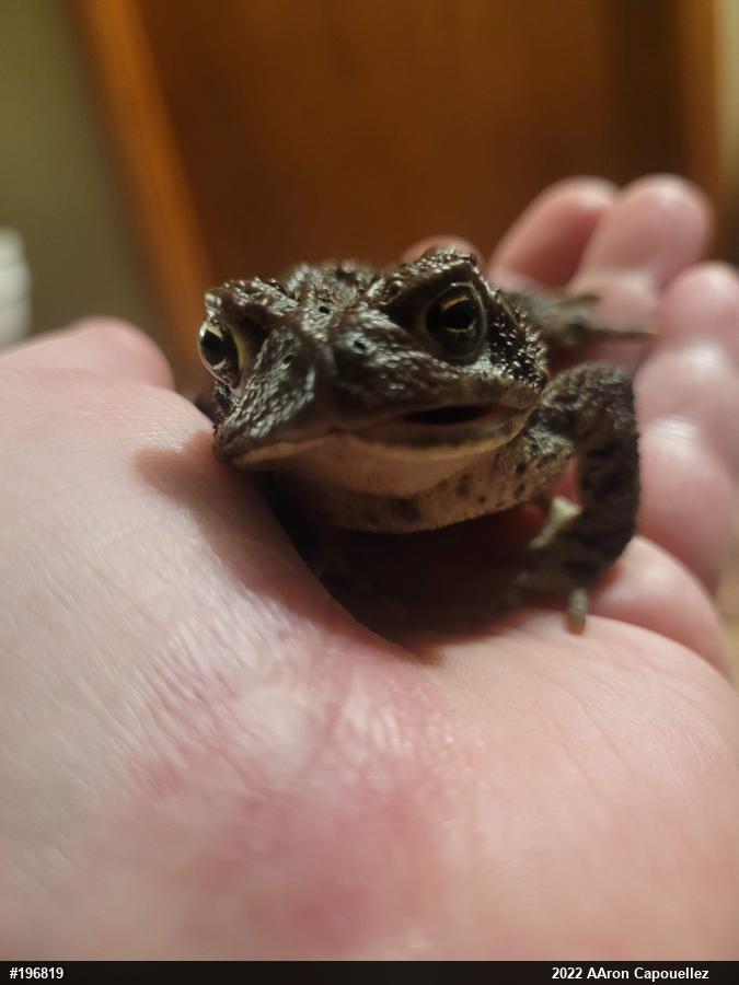 Eastern American Toad