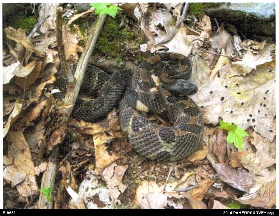 Timber Rattlesnake