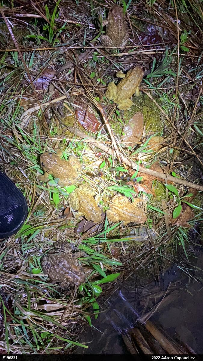 Eastern American Toad