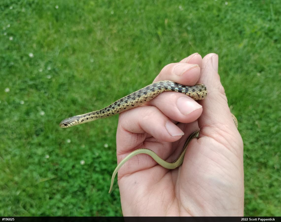 Eastern Gartersnake