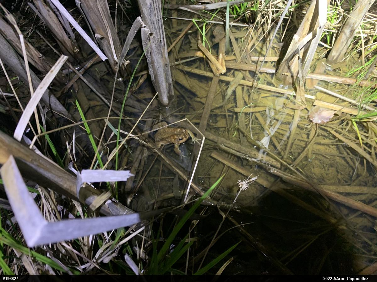 Eastern American Toad
