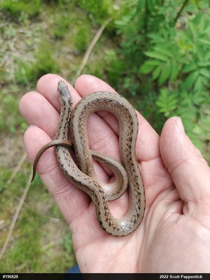 Dekay's Brownsnake
