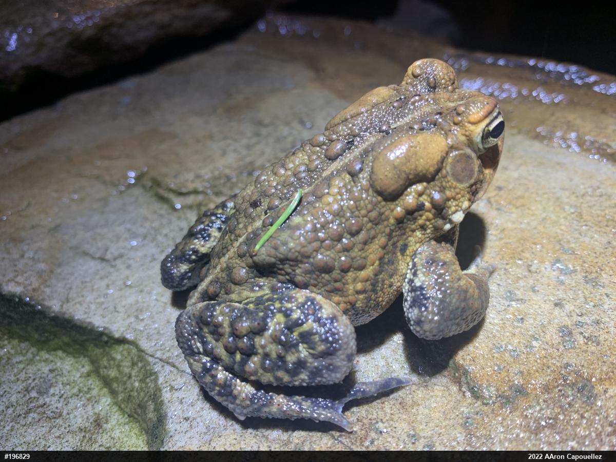 Eastern American Toad