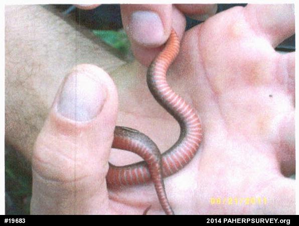Red-bellied Snake