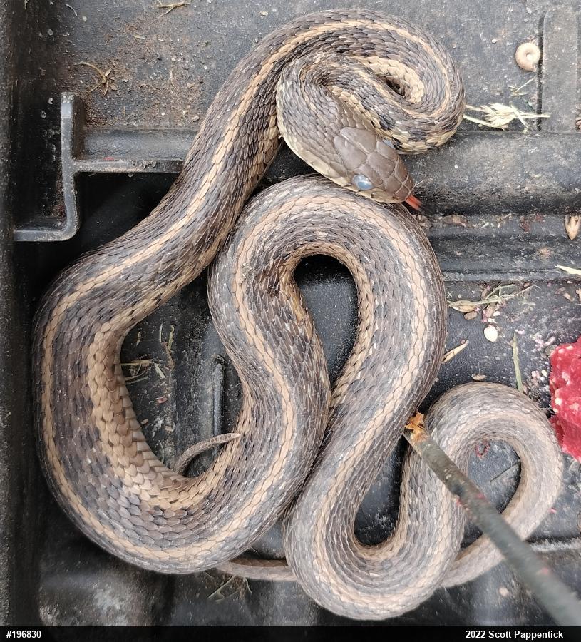 Eastern Gartersnake